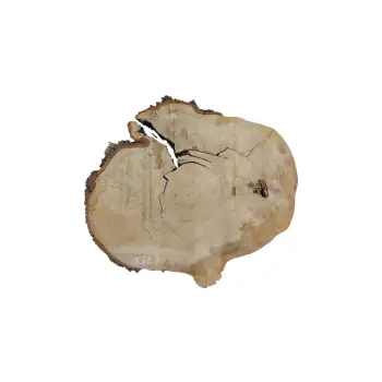 Plaster Kasztanowca 77x66x8cm