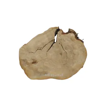 Plaster Kasztanowca 82x66x8cm