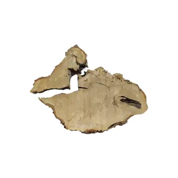 Plaster Kasztanowca 98x76x10cm w Dwóch Kawałkach