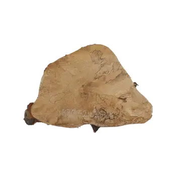 Plaster Kasztanowca 42x28x4cm