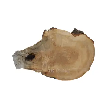 Plaster Kasztanowca 65x41x6cm