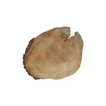 Plaster Kasztanowca 42x41x5cm