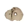 Plaster Jawora 95x75x10cm