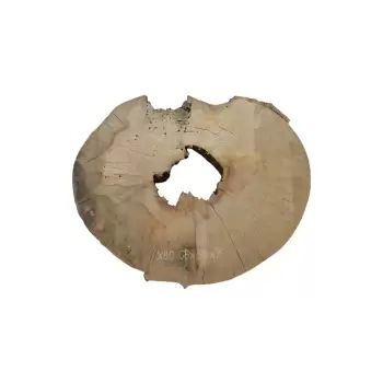 Plaster Jawora 68x53x7cm