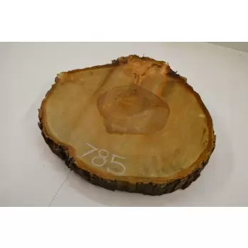 Plaster Kasztana 52x52 cm