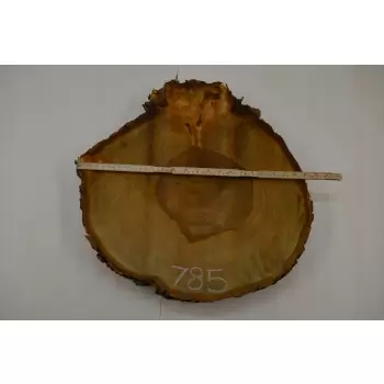 Plaster Kasztana 52x52 cm