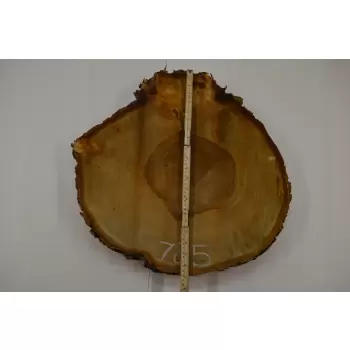 Plaster Kasztana 52x52 cm