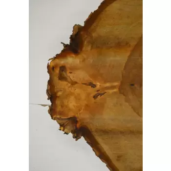 Plaster Kasztana 52x52 cm