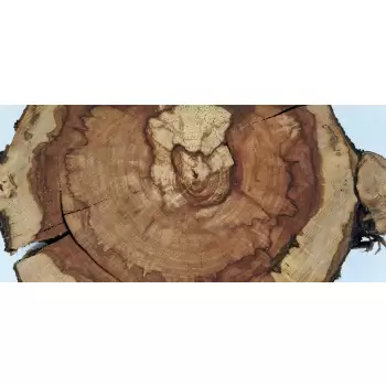 Plaster Jabłoni 39x38cm