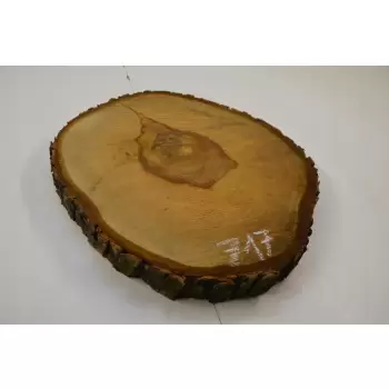 Plaster Kasztana 42x48 cm