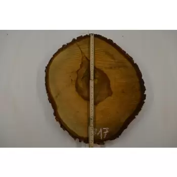Plaster Kasztana 42x48 cm