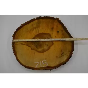 Plaster Kasztana 47x41 cm