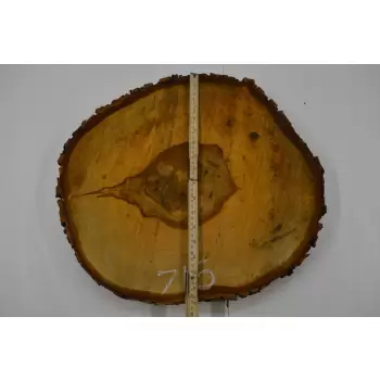 Plaster Kasztana 47x41 cm