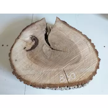 Plaster Orzecha Włoskiego 45x41 cm