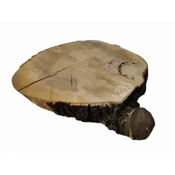 Plaster Jesionowy 58x49 cm