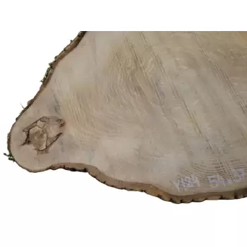 Plaster Jesionowy 54x37cm