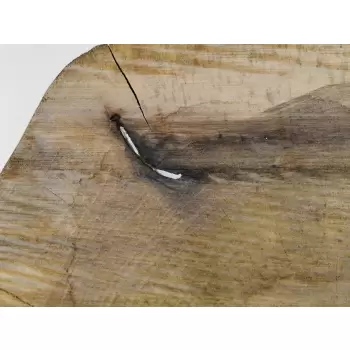 Plaster Orzecha Włoskiego 52x42cm