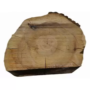 Plaster Orzecha Włoskiego 52x42cm