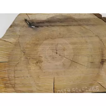 Plaster Orzecha Włoskiego 52x42cm