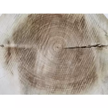 Plaster Topoli 63x60cm