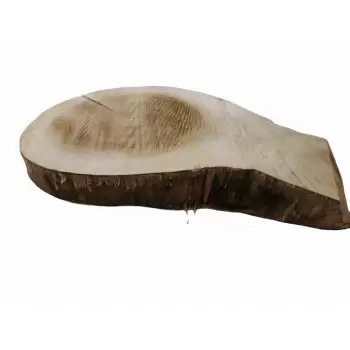 Plaster Topoli 71x50cm