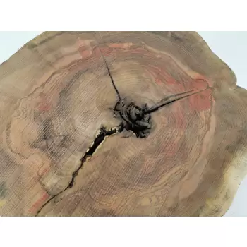 Plaster Jesionowy 96x85 cm