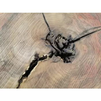 Plaster Jesionowy 96x85 cm