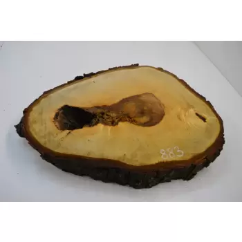 Plaster Kasztana 57x41 cm