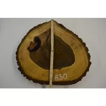 Plaster Orzecha Włoskiego 45x41 cm