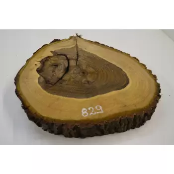 Plaster Orzecha Włoskiego 46x42 cm