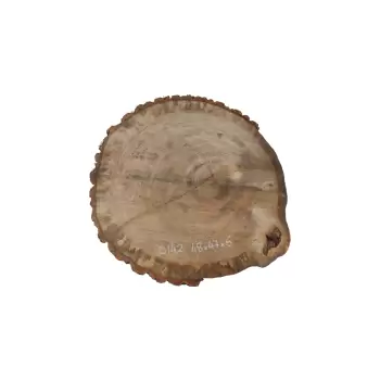 Plaster Dębowy 48x47x6cm Dąb