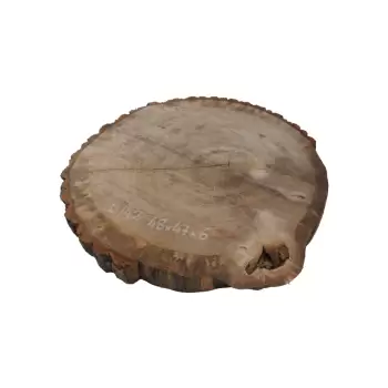 Plaster Dębowy 48x47x6cm Dąb