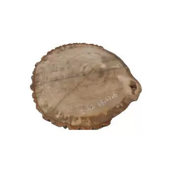 Plaster Dębowy 48x47x6cm Dąb