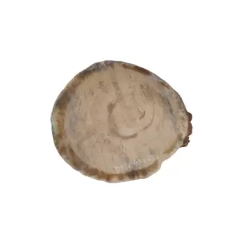 Plaster Dębowy 47x43x6cm Dąb