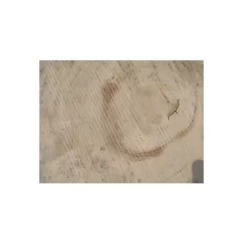 Plaster Dębowy 47x43x6cm Dąb