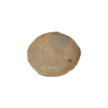 Plaster Dębowy 67x63x8cm Dąb