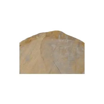 Plaster Dębowy 67x63x8cm Dąb