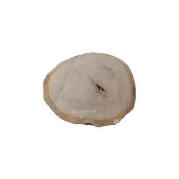 Plaster Dębowy 78x72x9cm Dąb