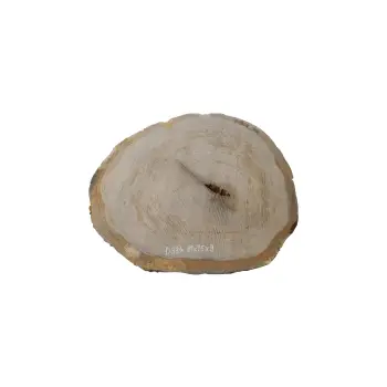 Plaster Dębowy 81x75x9cm Dąb
