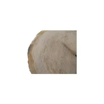 Plaster Dębowy 81x75x9cm Dąb