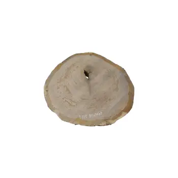 Plaster Dębowy 81x76x9cm Dąb