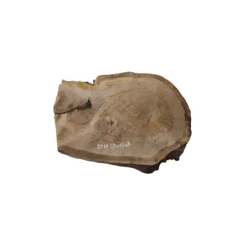 Plaster Dębowy 69x50x7cm Dąb