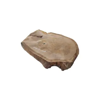 Plaster Dębowy 69x50x7cm Dąb