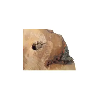 Plaster Dębowy 67x49x7cm Dąb