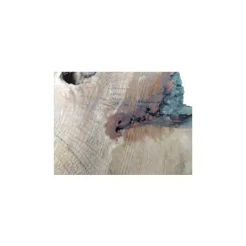 Plaster Dębowy 67x49x7cm Dąb