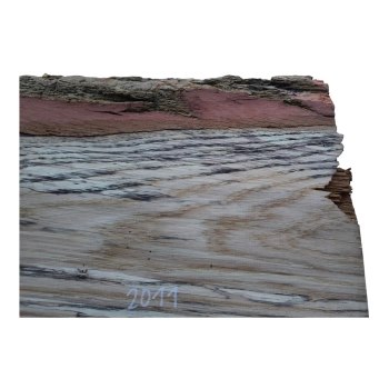Deska Dębowa 40x22-24x5,2 cm Dąb