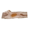Deska Jabłoni 78x17-25x2,8 cm