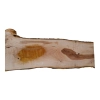 Deska Jabłoni 78x17-25x2,8 cm