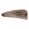 Deska Orzecha Włoskiego 55x3-18x2,8 cm