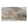 Deska Orzecha Włoskiego 35x9-20x2,8 cm
